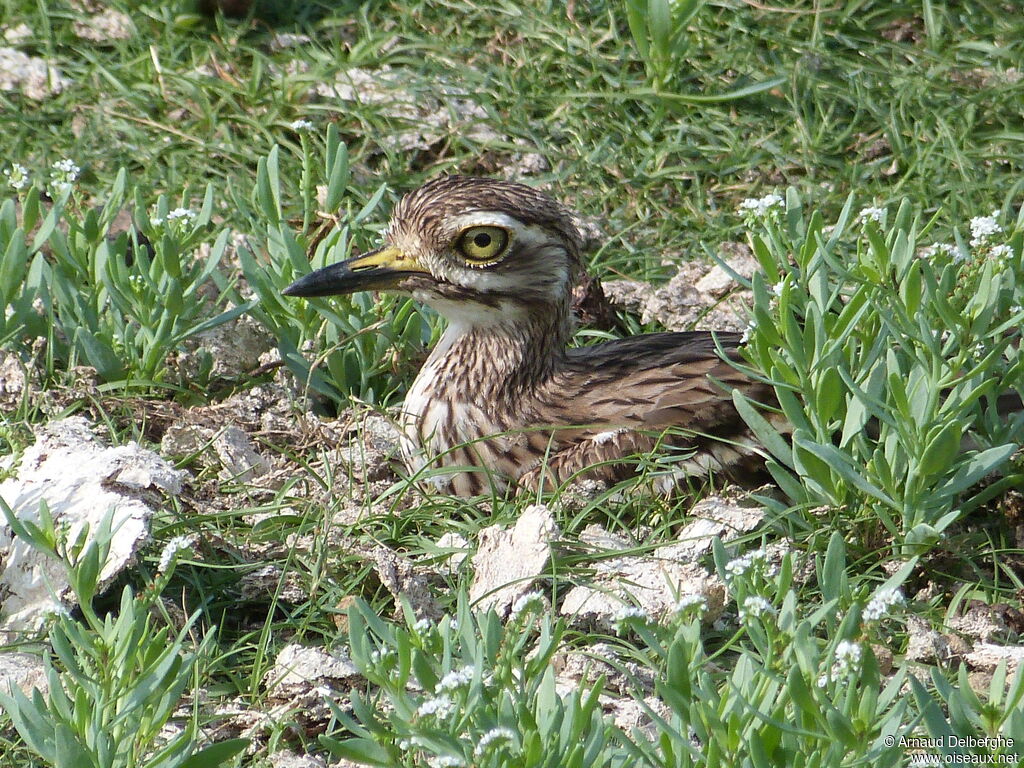 Indian Stone-curlew