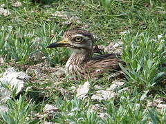 Indian Stone-curlew