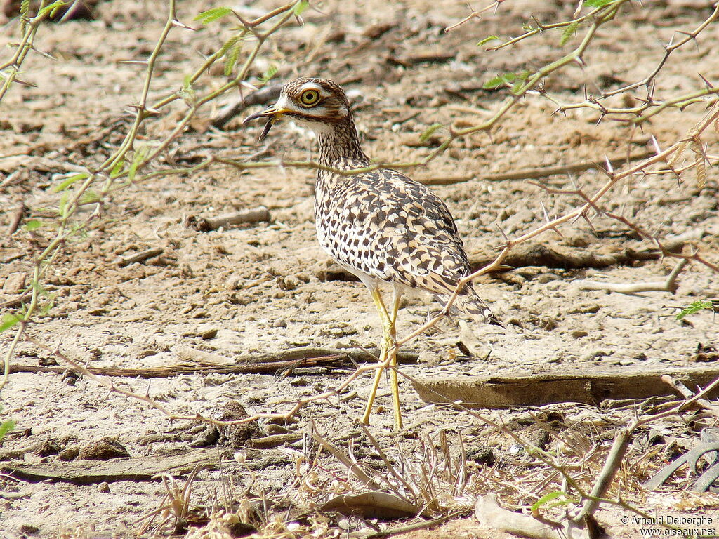 Spotted Thick-knee