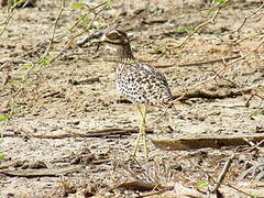 Spotted Thick-knee