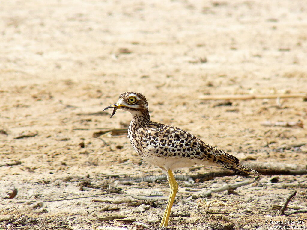 Spotted Thick-knee