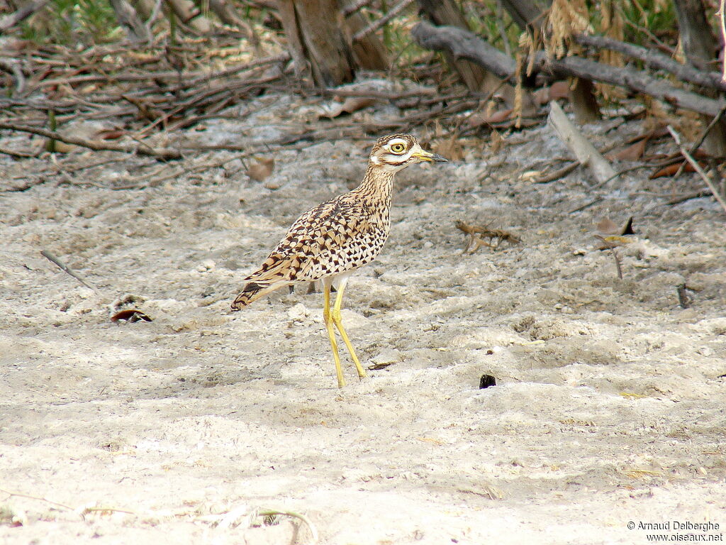 Spotted Thick-knee