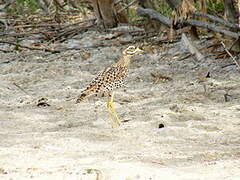 Spotted Thick-knee