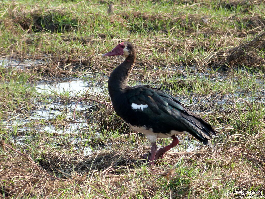 Spur-winged Goose