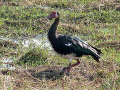 Spur-winged Goose