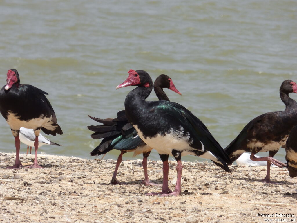 Spur-winged Goose