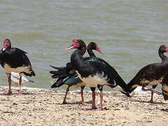 Spur-winged Goose