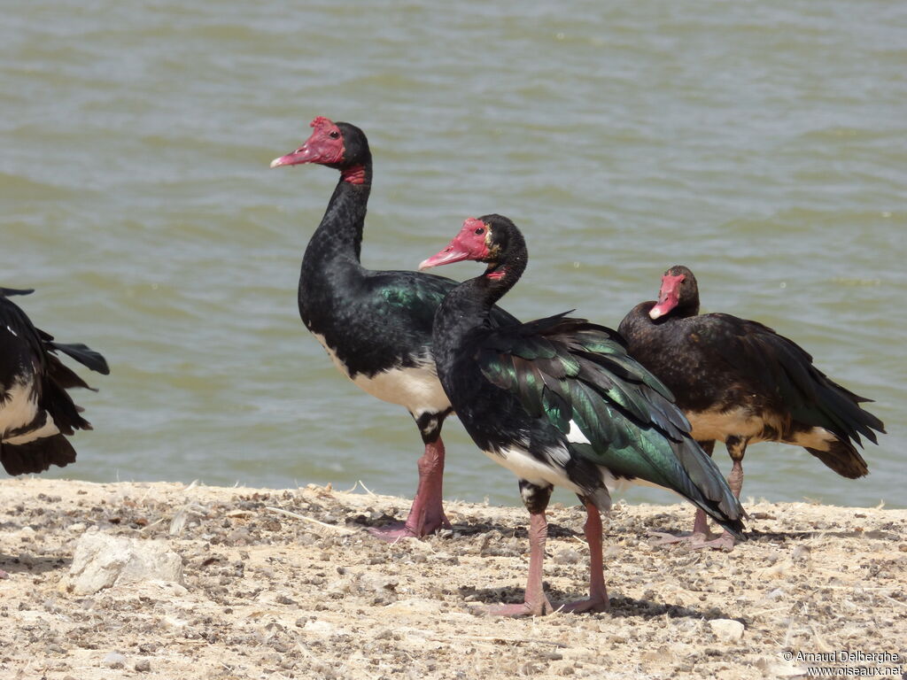 Spur-winged Goose