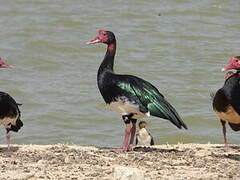 Spur-winged Goose