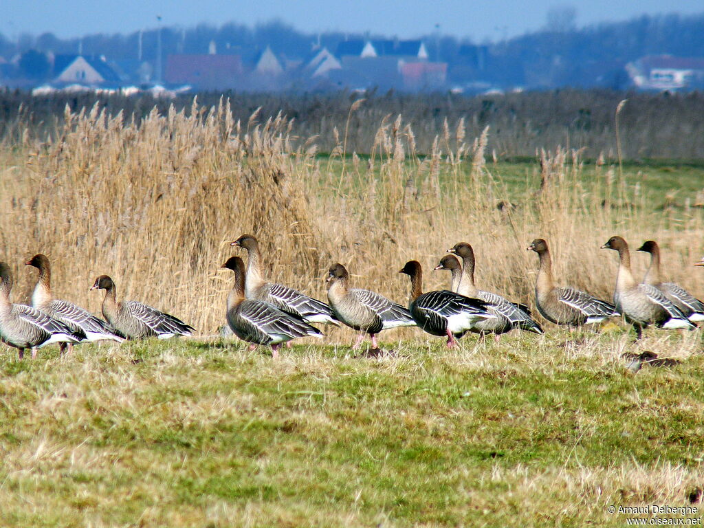 Pink-footed Gooseadult, habitat