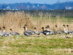 Pink-footed Goose