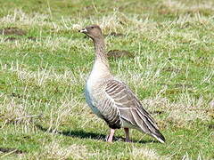 Pink-footed Goose