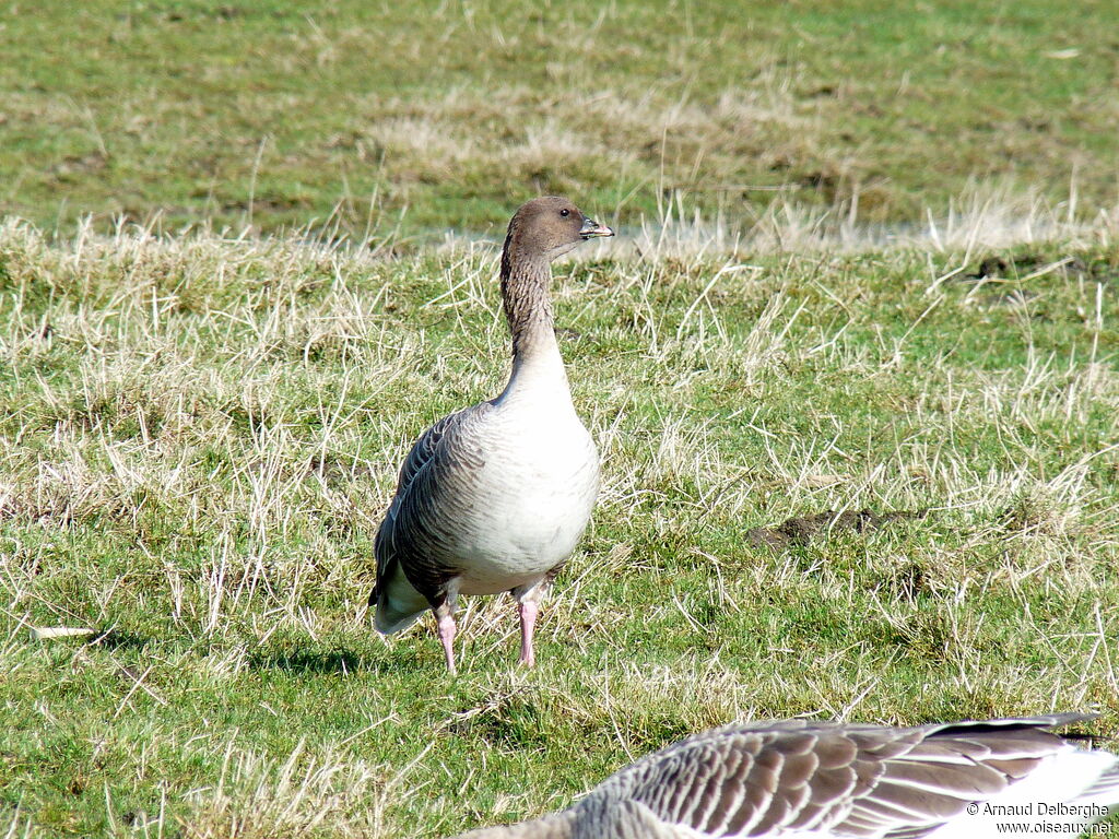 Pink-footed Goose