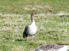 Pink-footed Goose