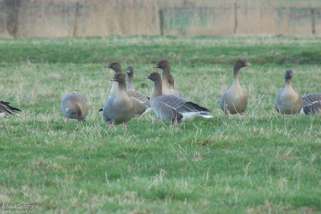 Pink-footed Goose, walking, eats, Behaviour