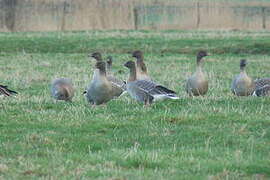 Pink-footed Goose