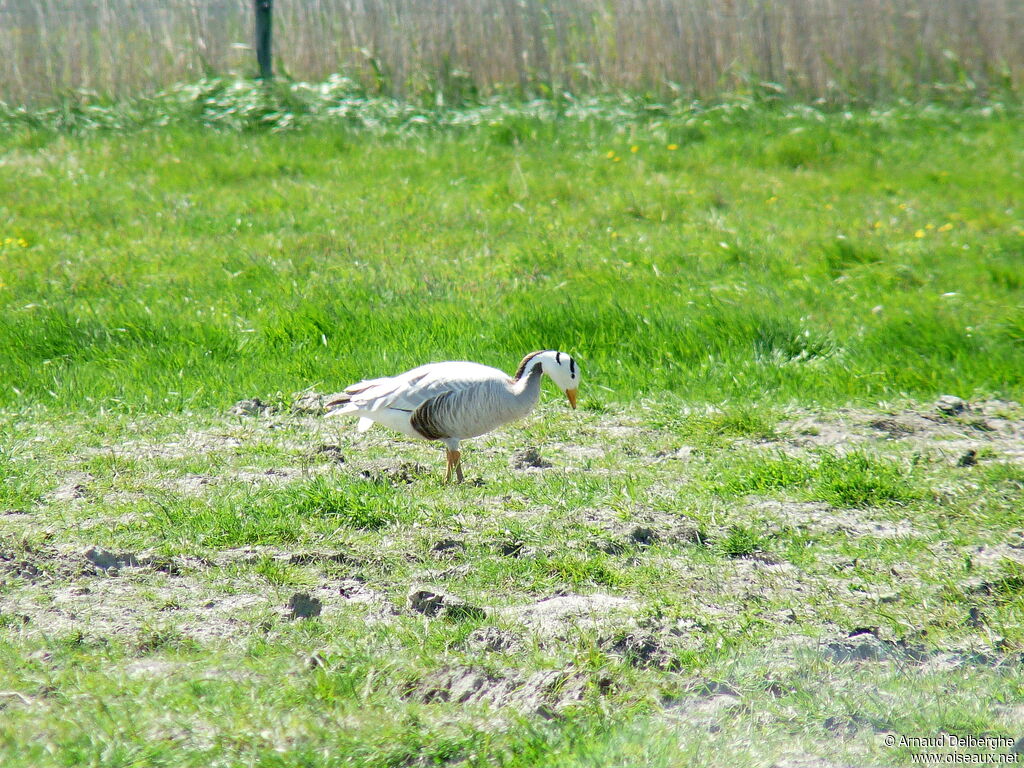 Bar-headed Goose