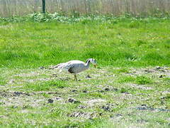 Bar-headed Goose