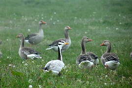 Bar-headed Goose