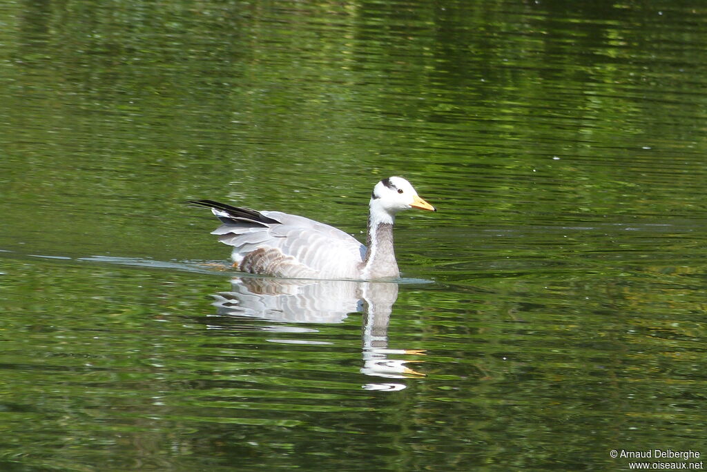 Bar-headed Goose