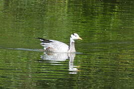 Bar-headed Goose