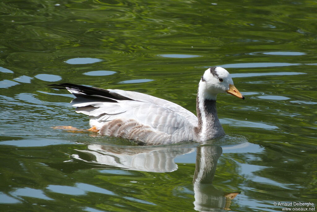 Bar-headed Goose