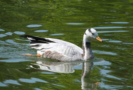 Bar-headed Goose