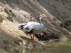 Bar-headed Goose