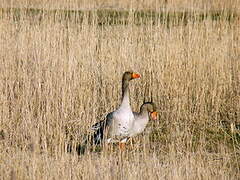 Greylag Goose