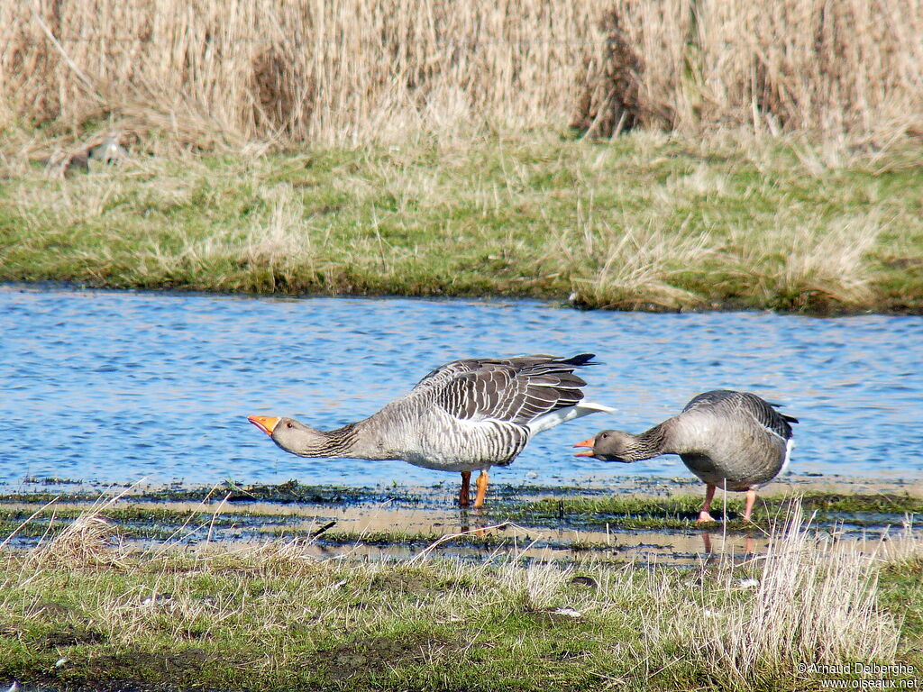 Greylag Goose