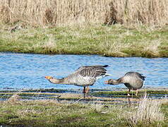 Greylag Goose