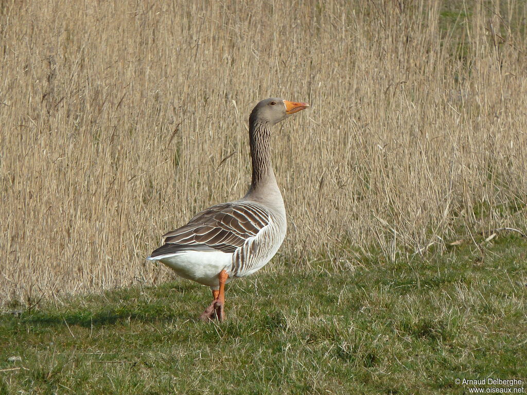 Oie cendrée