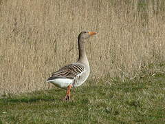 Greylag Goose