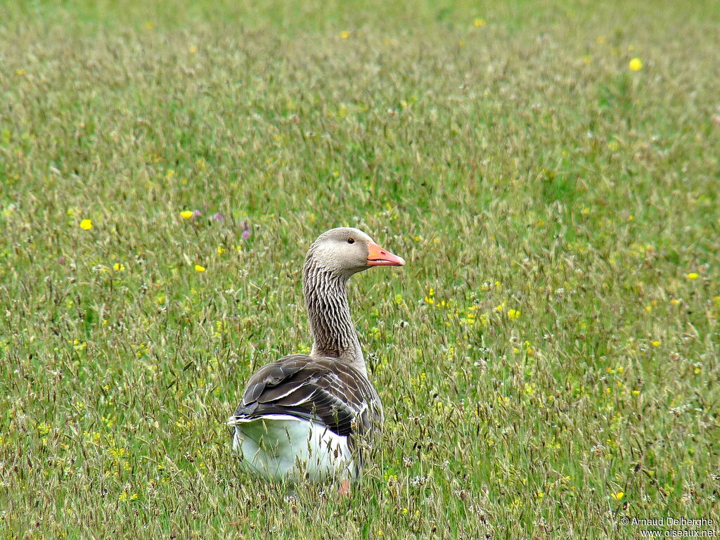 Greylag Goose