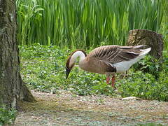 Swan Goose