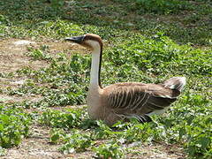 Swan Goose