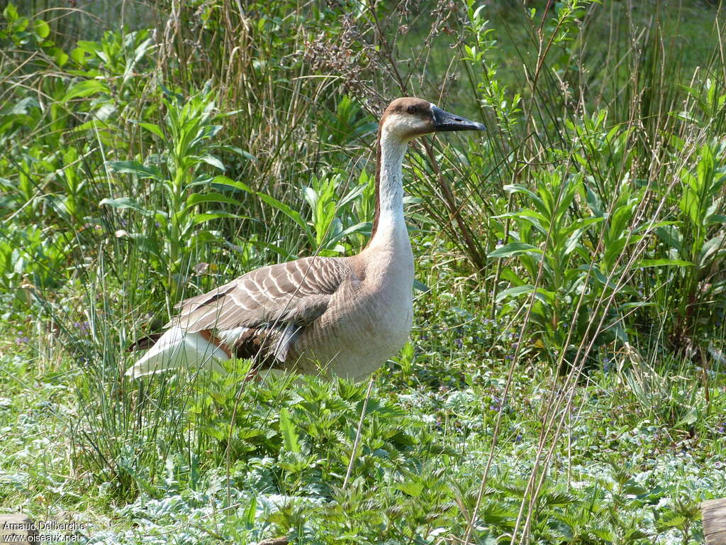 Oie cygnoïdeadulte, identification