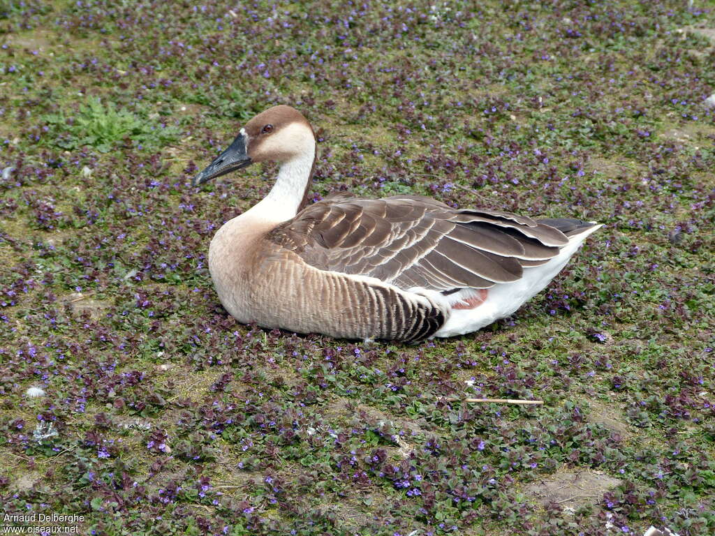 Oie cygnoïdeadulte, identification