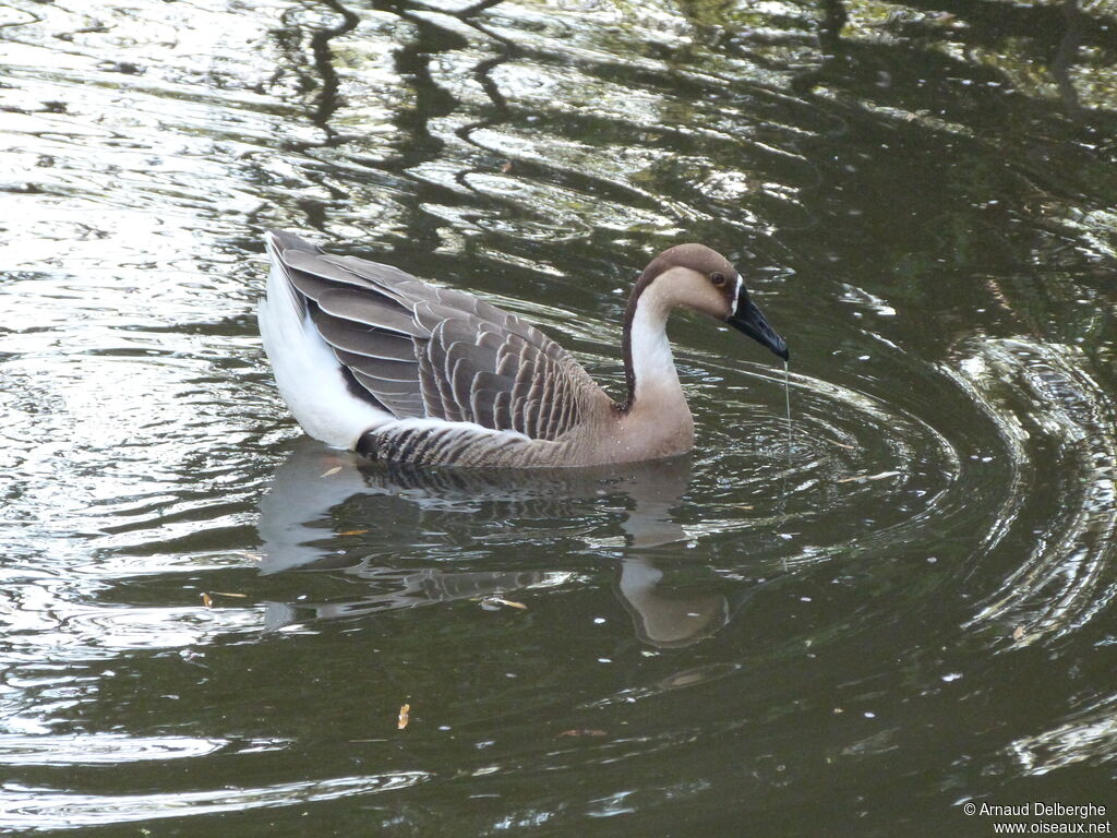 Swan Goose