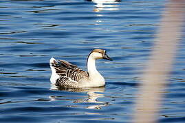 Swan Goose