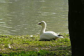 Ross's Goose