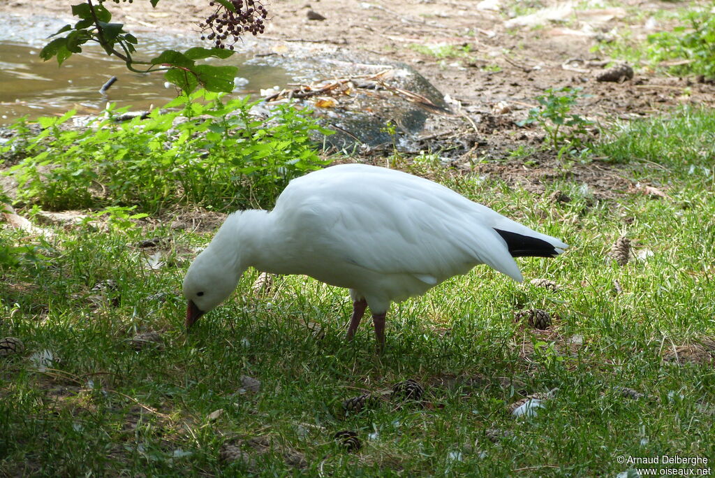 Ross's Goose