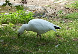 Ross's Goose