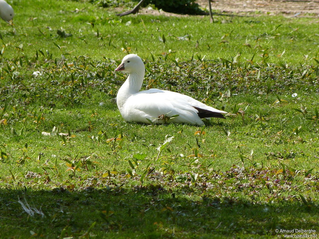 Ross's Goose