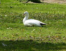 Ross's Goose