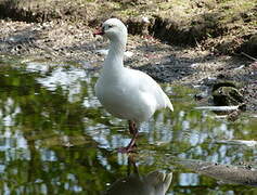 Ross's Goose