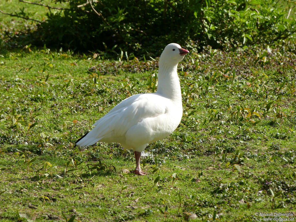 Ross's Goose