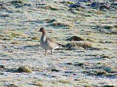 Taiga Bean Goose