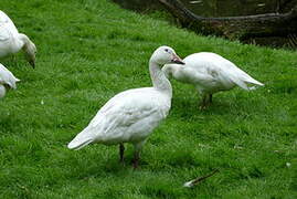 Snow Goose