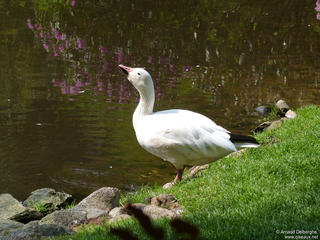 Snow Goose